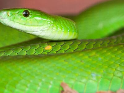 A Eastern Green Mamba