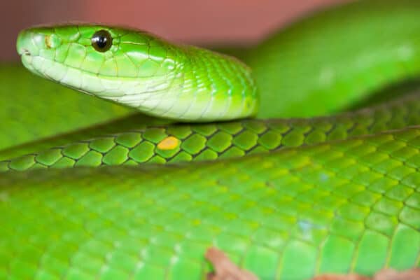 Eastern green mambas have medium-sized eyes ,round pupils rimmed with gold, and green irises. 