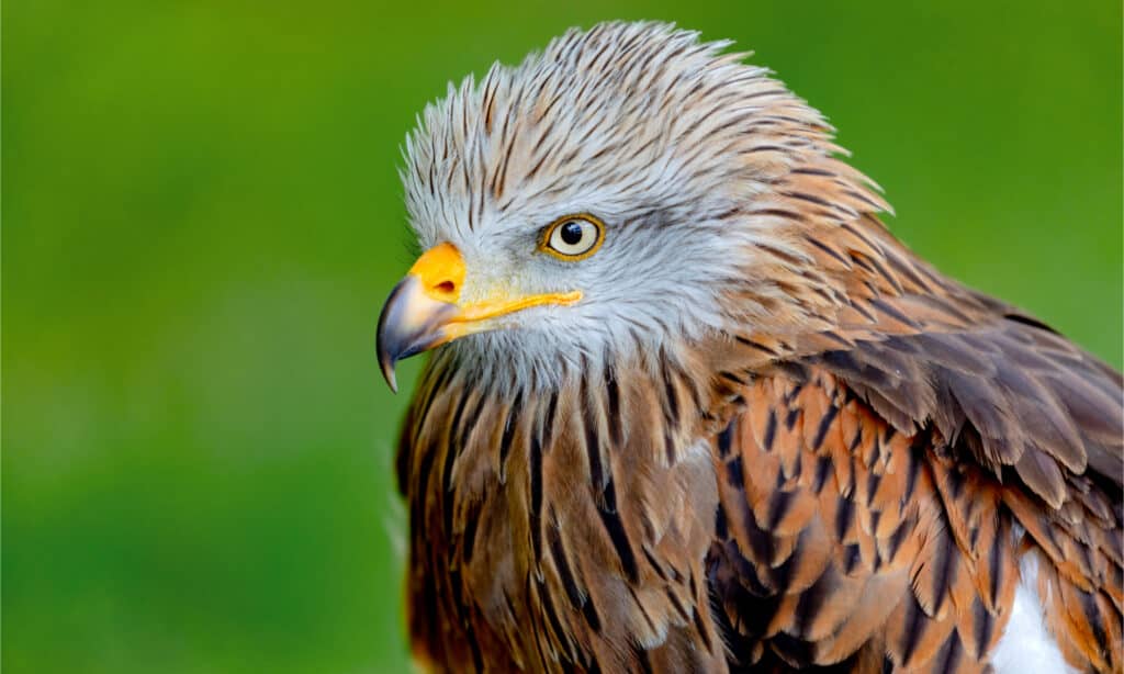 Head shot of a red kite against a green background