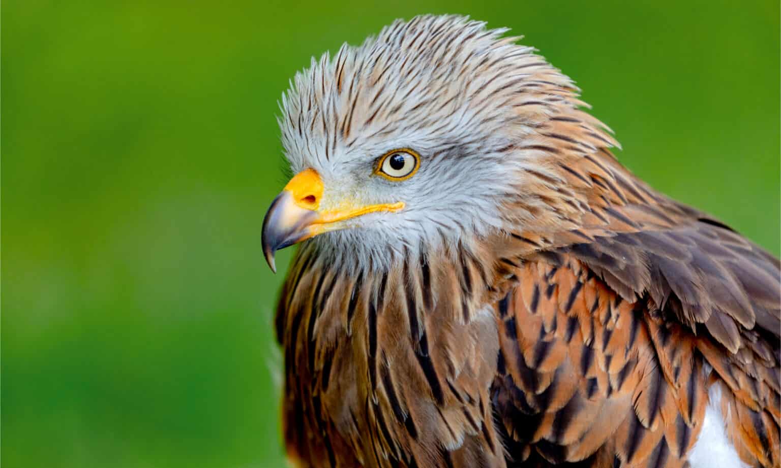 Red Kite Animal Facts Milvus Milvus A Z Animals