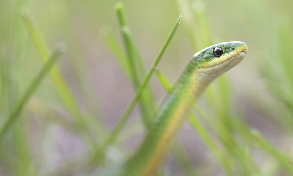 A smooth green snake peeking out from the grass