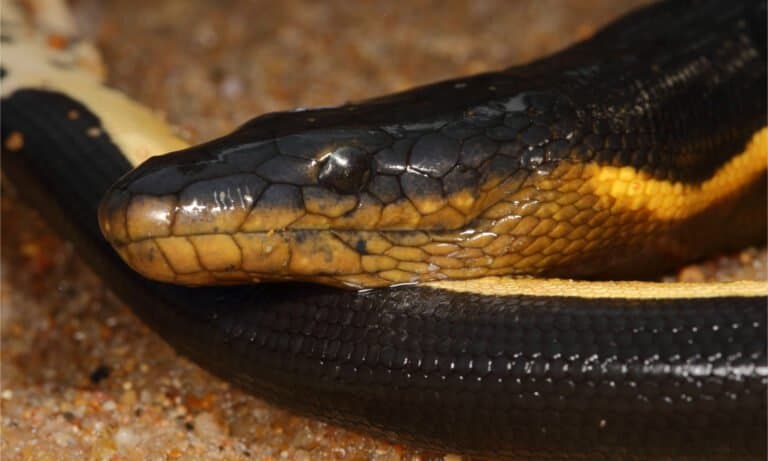 A head shot of a yellow-bellied sea snake