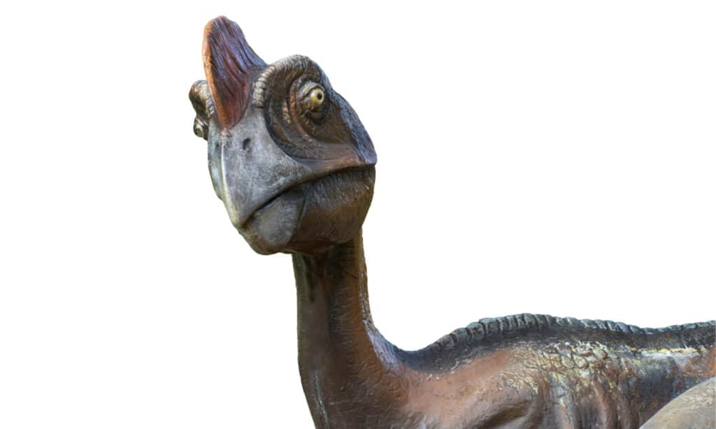 Head shot (portrait) of an oviraptor