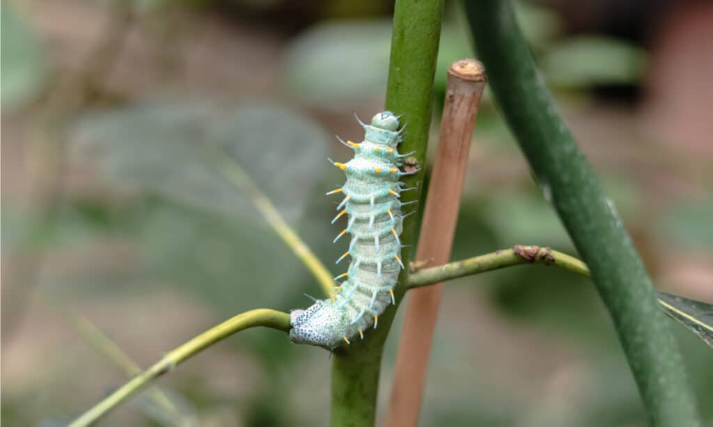A large blue Hercules Moth caterpillar, with yellow thorns is crawling along the branch of the plant, in the Exhibition Center of Ukraine.