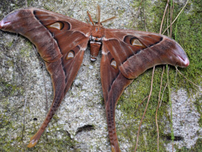 A Hercules Moth