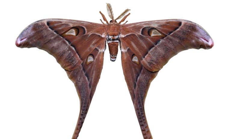 Hercules Moth is a golden brown and white color, with transparent spots on the wing sections.