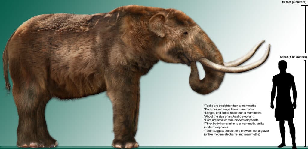 High resolution mastodon rendering