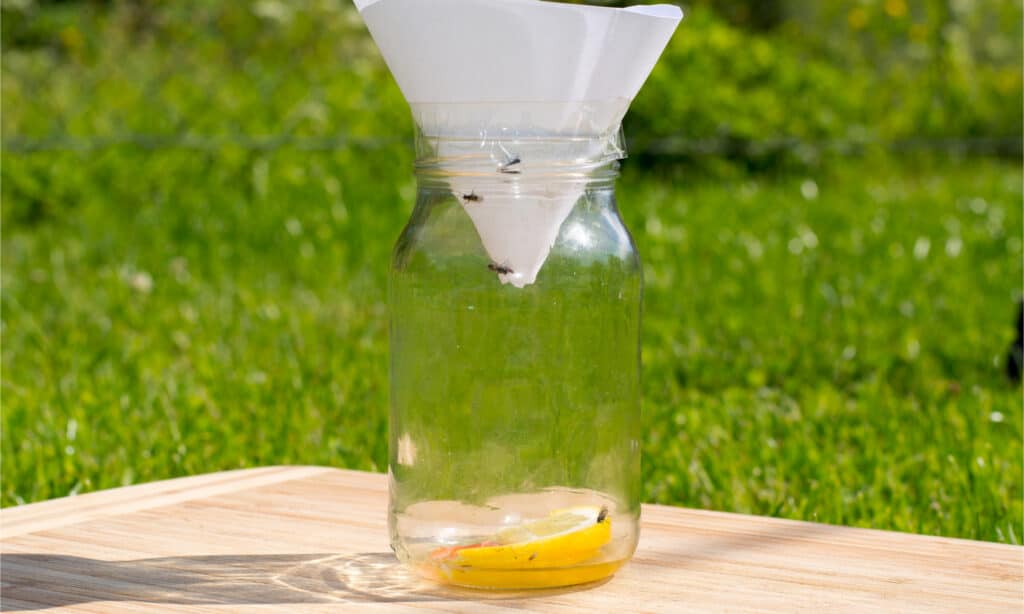 A DIY fruit trap made from a jar, cone of paper, and a piece of rotting fruit