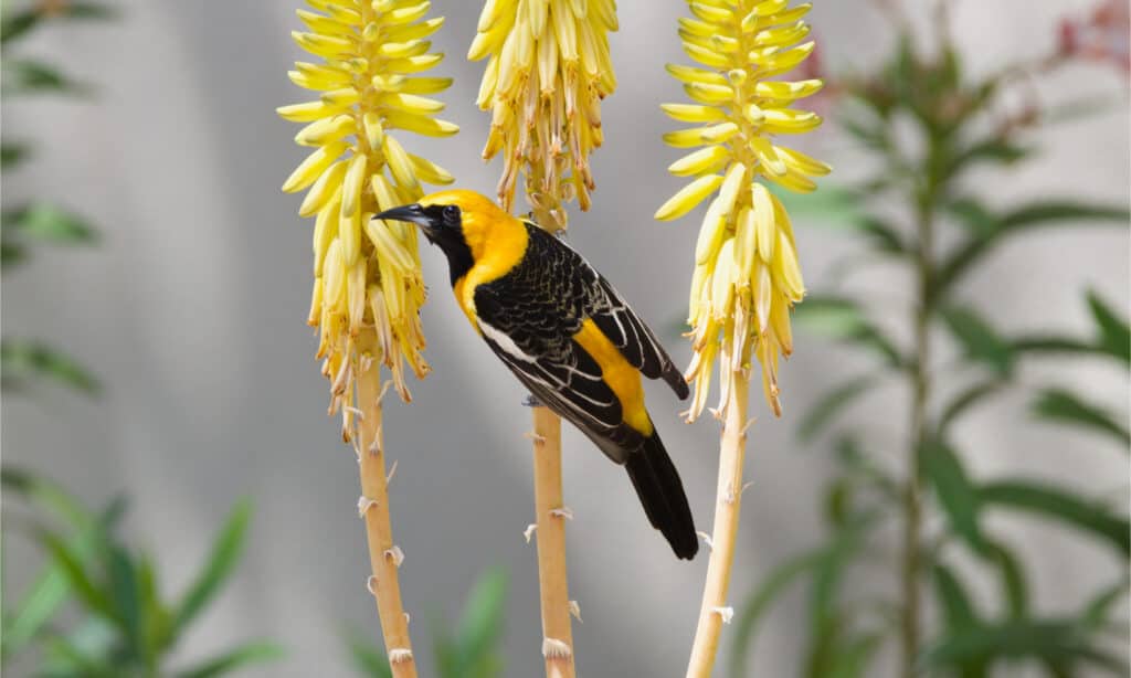 Hooded oriole on a yellow flower