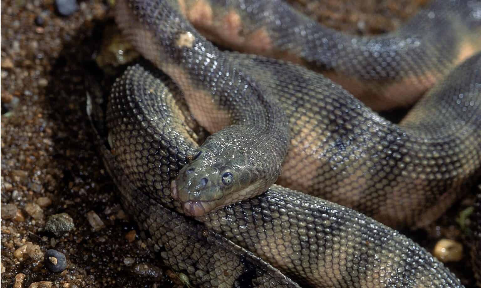 Hook-Nosed Sea Snake - A-Z Animals