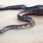 Beaked sea snake