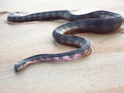 A Hook-Nosed Sea Snake