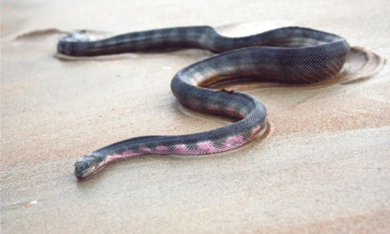 Hook-Nosed Sea Snake's coloring acts as a countershading method of camouflage, in which its dark dark upper sides match the shade of the ocean depths it's at, and lighter undersides help it avoid looking dark against the bright sea surface.