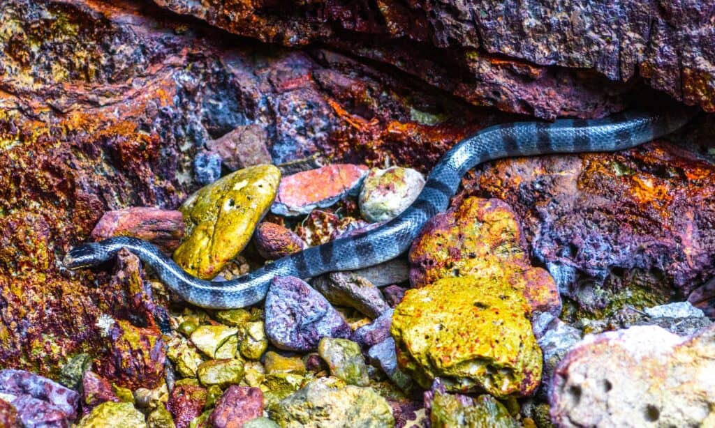 The Hook-Nosed Sea Snake is grey on the upper half, with whitish or yellowish sides and lower half and grey-blue bars.