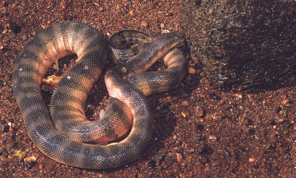 The long nose and shape gives the Hook-Nosed Sea Snake a beak or hook-like appearance.