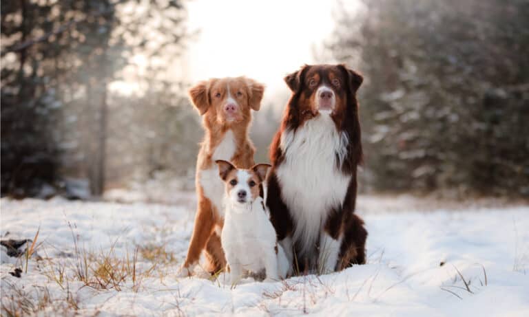 How cold is too cold for dogs