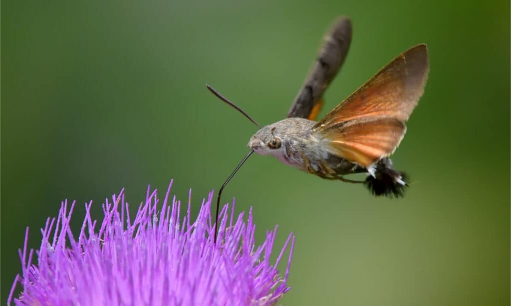 Hummingbird Hawk-Moth alimentándose de una flor morada con su larga probóscide