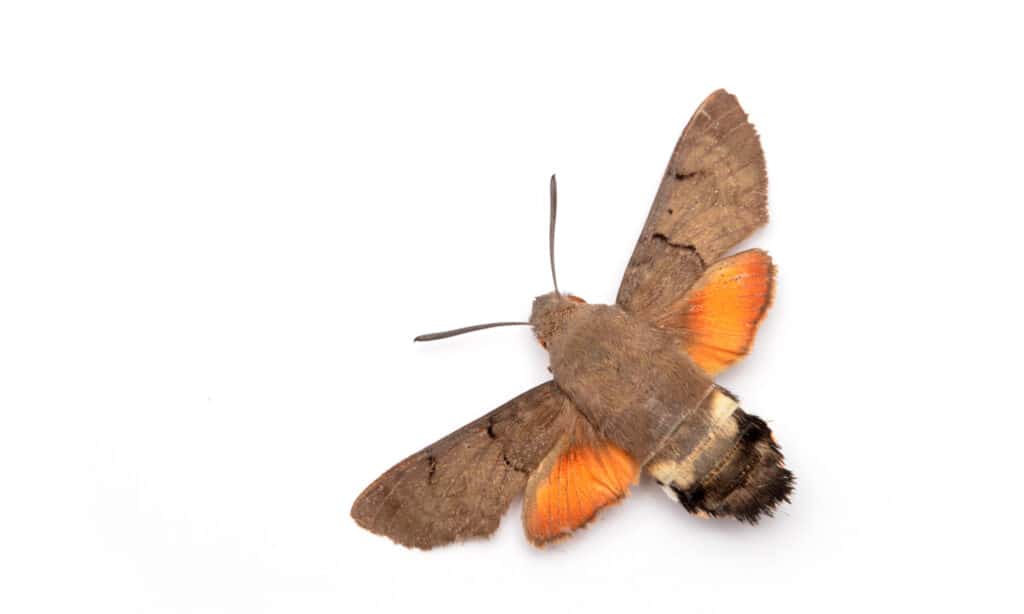 Hummingbird Hawk-Moth isolated on a white background