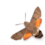 Hummingbird hawk-moth