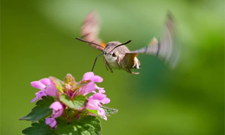 Hummingbird hawk-moth hovering over a flower
