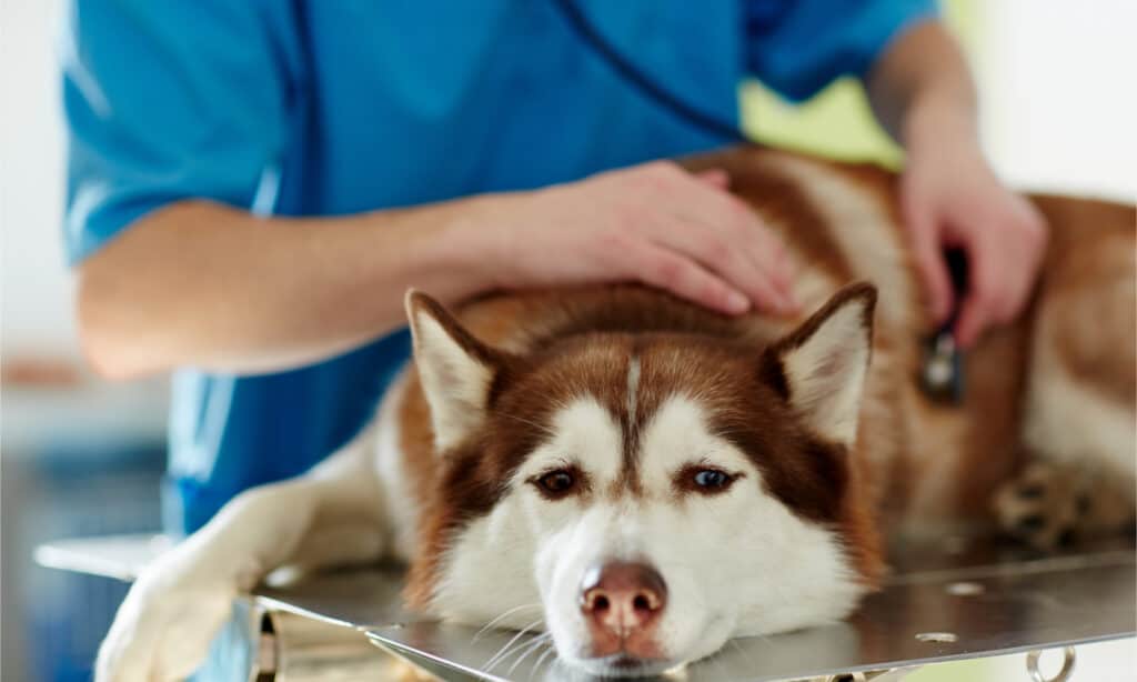 A brown and white husky getting an exam