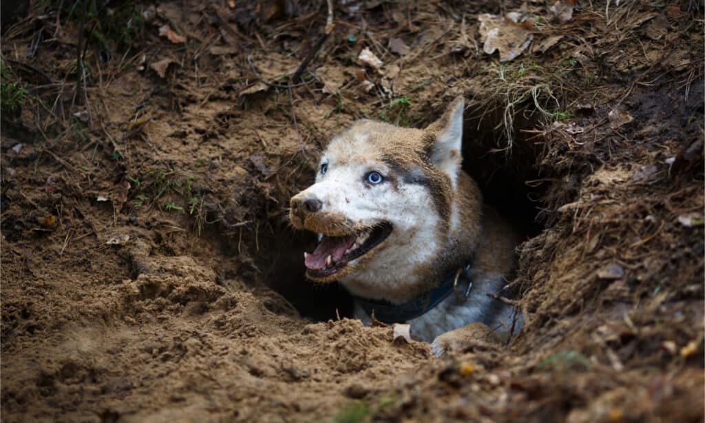Husky poking its head out from a hole in the ground