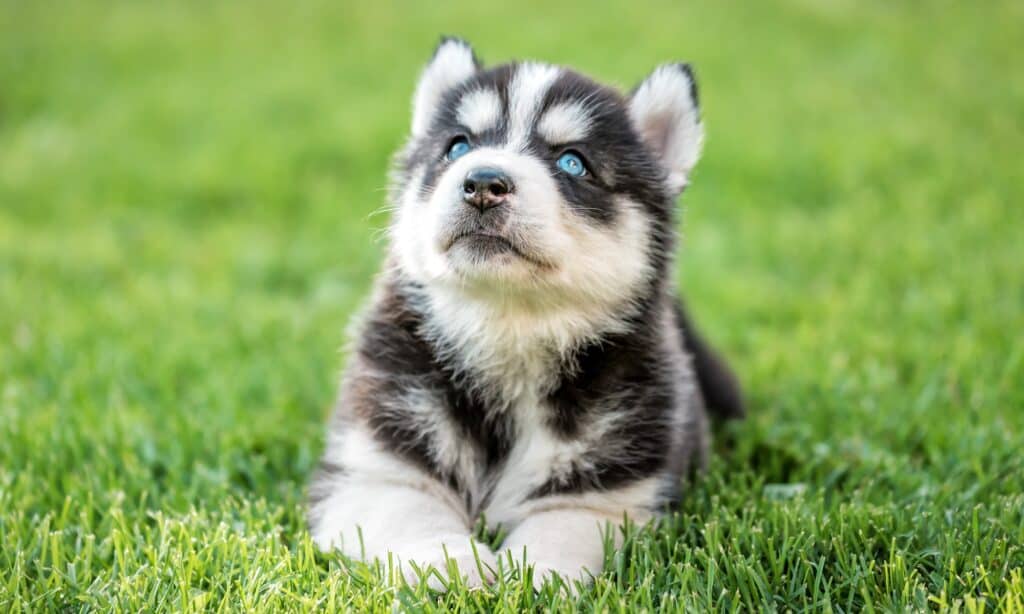 husky with green eyes