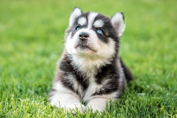 An adorable Siberian Husky puppy with blue eyes. There is no gimmick to guarantee blue eyes in puppies, it is decided by genetics.