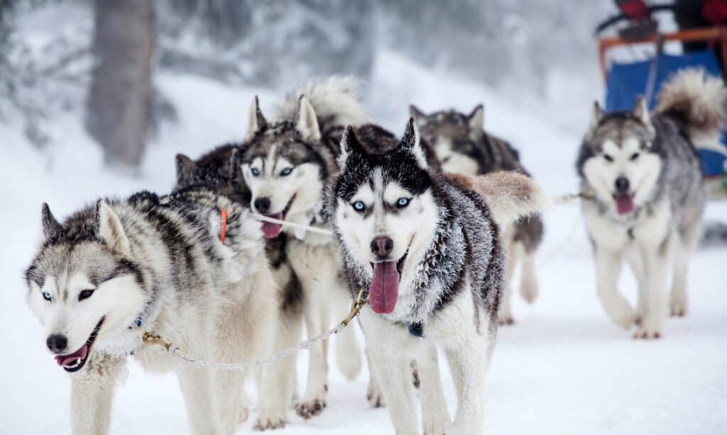 Siberian huskies pulling a sled