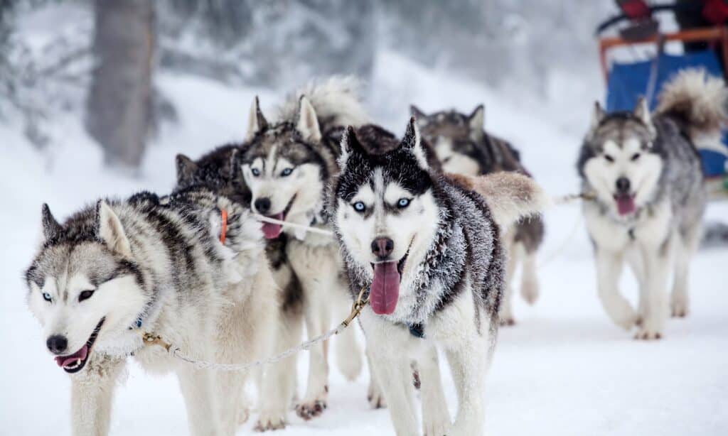 Siberian huskies pulling a dog sled.