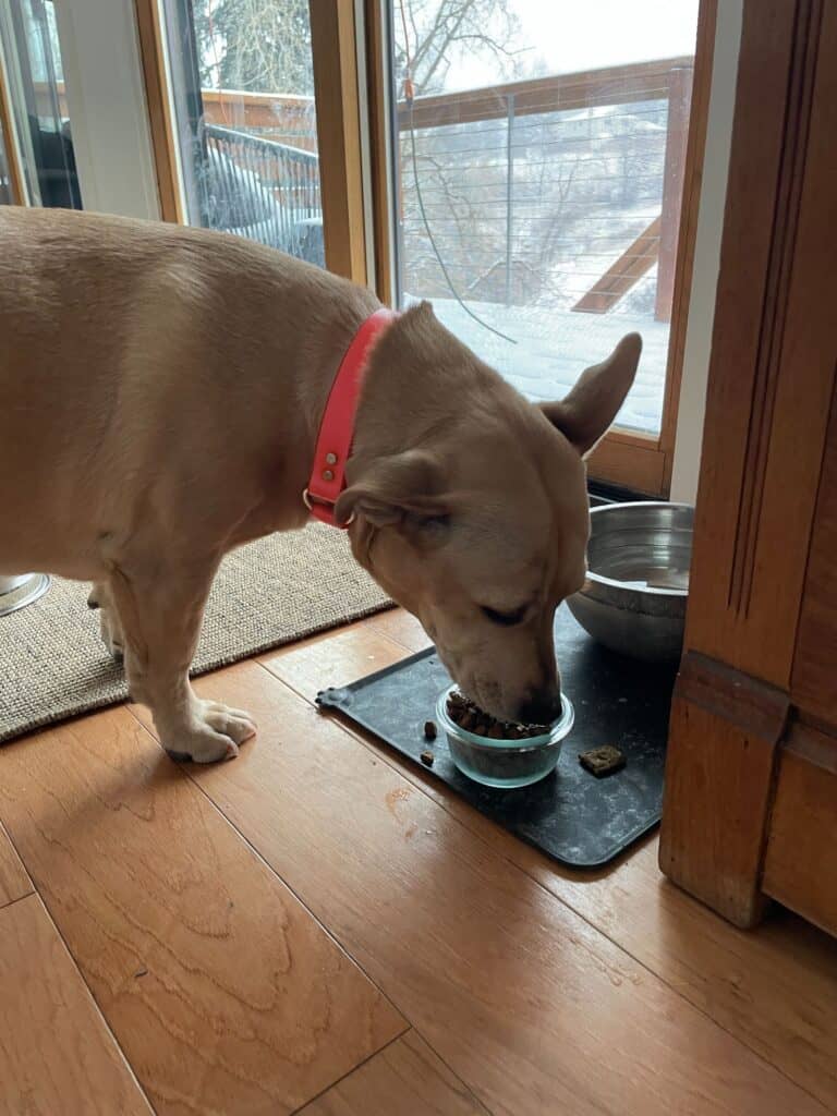 Photo of a dog eating Sunday's dog food