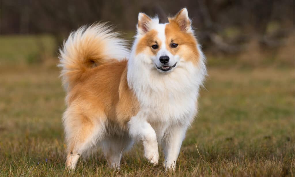 An Icelandic sheepdog