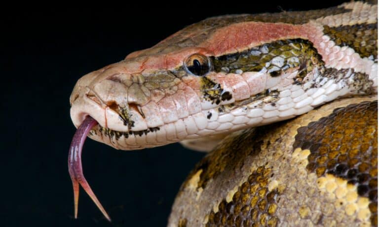The Indian python is a large non venomous snake species found India,Nepal,Pakistan,Sri Lanka,Bhutan and Bangladesh.