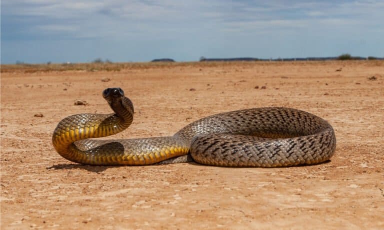 Inland Taipan, a snake similar to the Central Ranges Taipan. The Central Ranges Taipan a species of highly venomous, deadly, and fast-moving taipan snakes.
