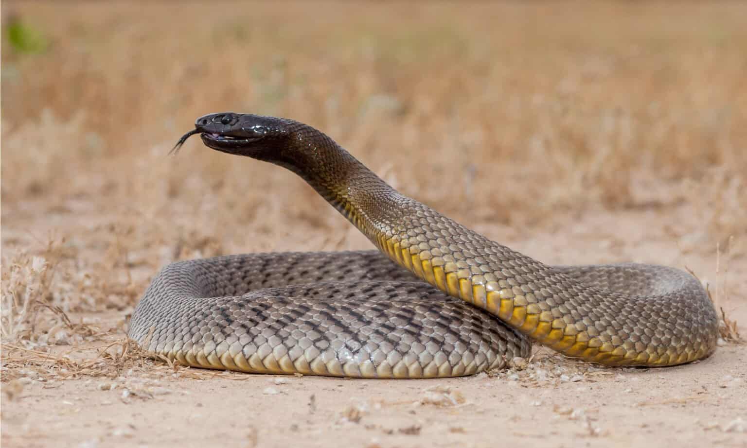 Central Ranges Taipan Animal Facts | Oxyuranus temporalis - Wiki Point