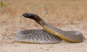 Central Ranges Taipan Animal Facts | Oxyuranus temporalis - A-Z Animals