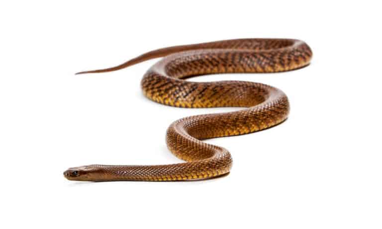 An inland taipan stretched out on a white background