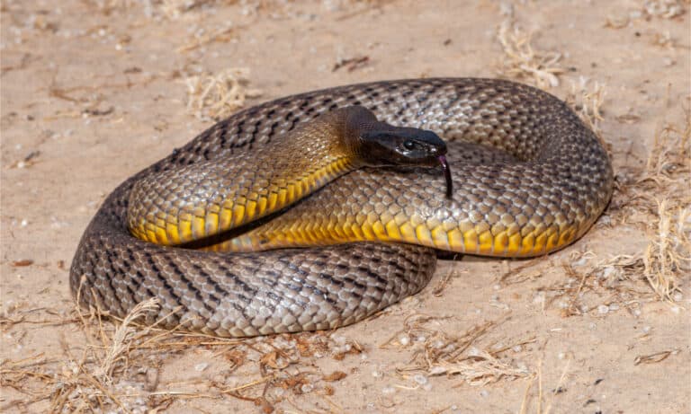 A coiled inland taipan on dusty ground