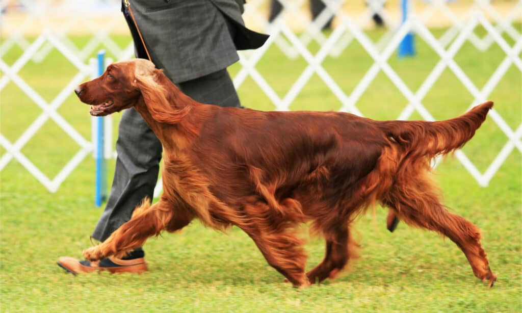 Irish setter at an AKC dog show