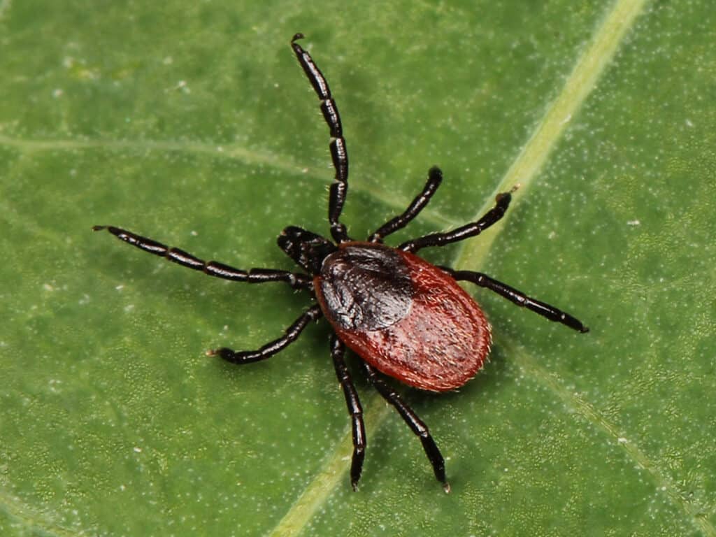 The western blacklegged tick (Ixodes pacificus) are a species of hard ticks