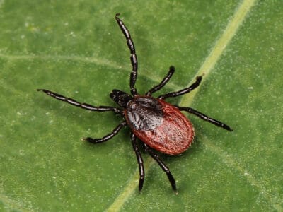 A Ticks in West Virginia