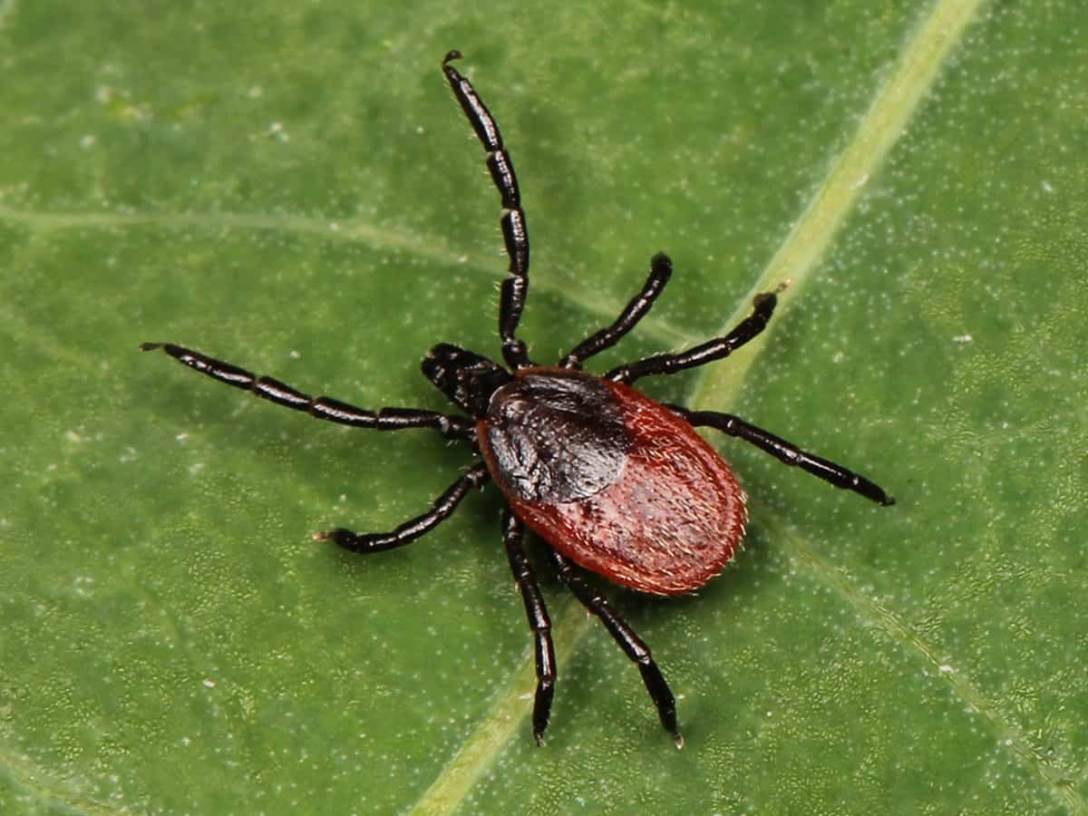 Western Black-Legged Tick