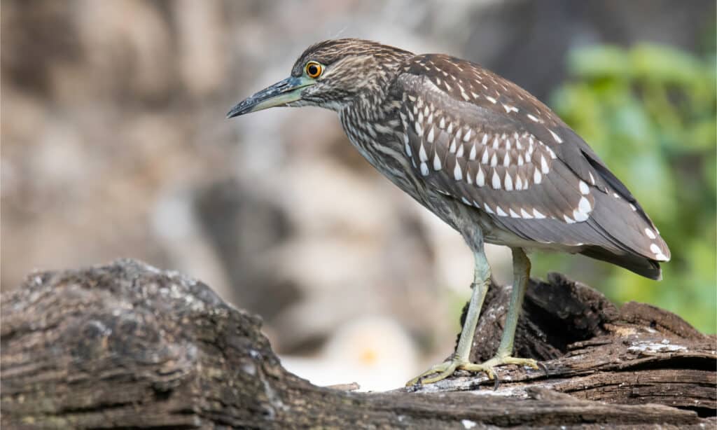 Juvenile Night Heron on a log