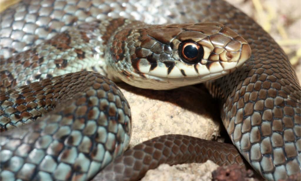 Juvenile blue racer