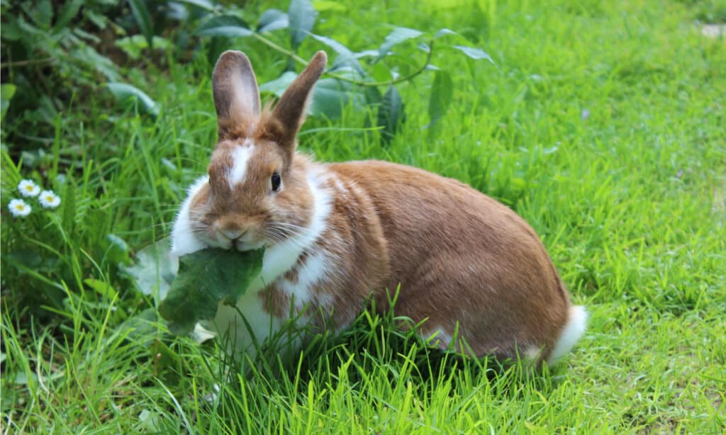 Giant rabbit eating