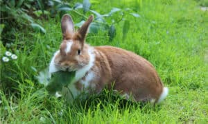 7 Best Ways To Keep Rabbits Out Of Your Garden Picture