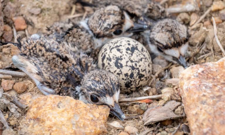 Killdeer chicks in their nest