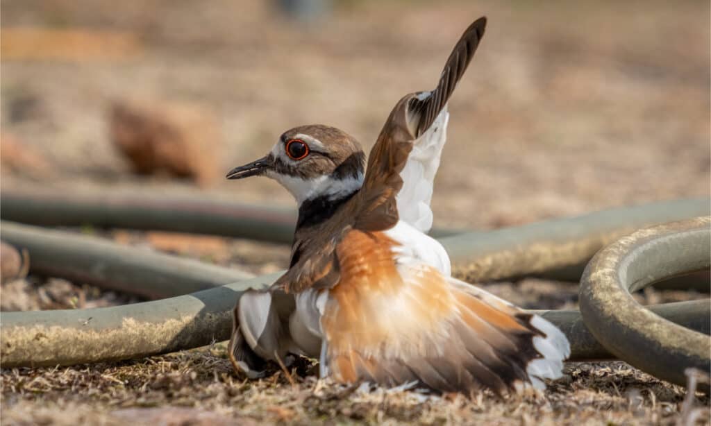 Killdeer feigning injury