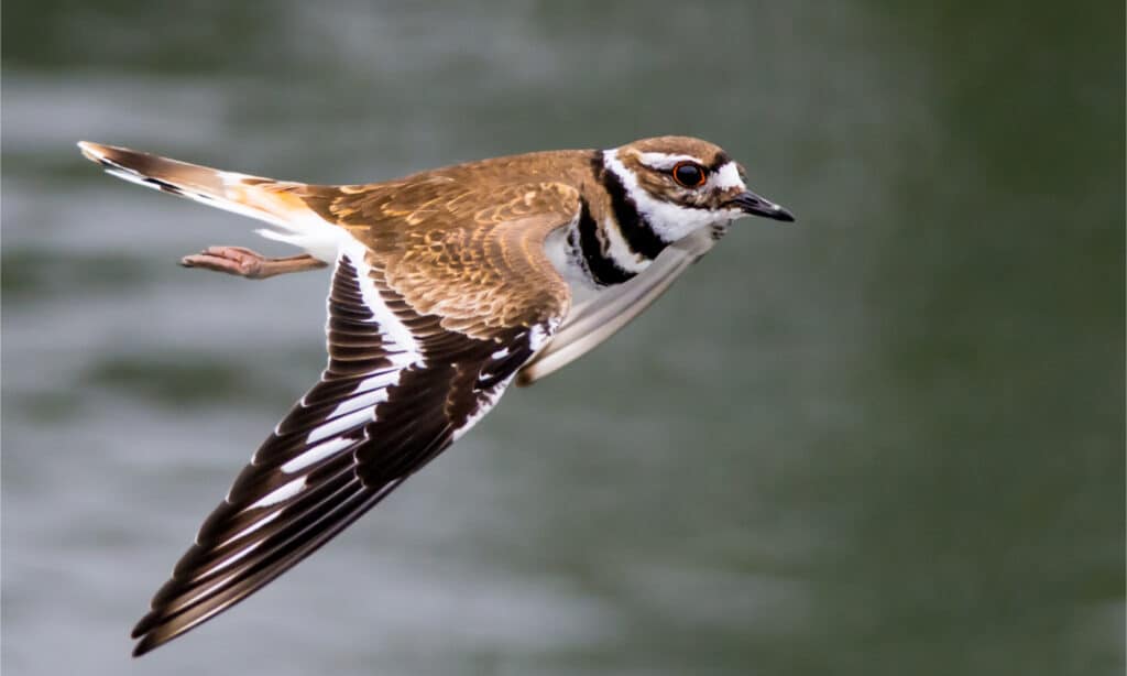 Killdeer flying