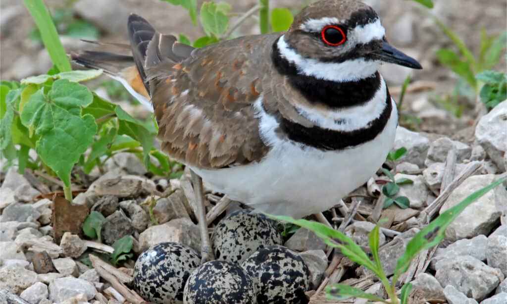 Killdeer on nest with four eggs
